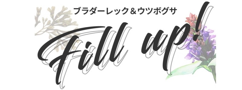 �y�C�{�~�p�b�`�z�X�^�[���C�gUV�S���t�p�b�`�y�؍�No.1�z���T�C�g